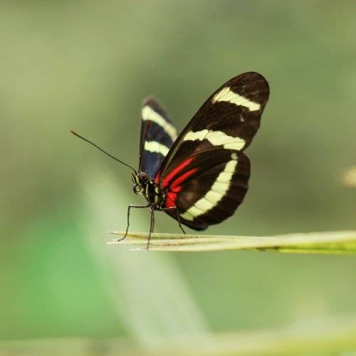 Papiliorama Kerzers
