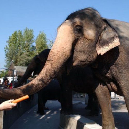 Knies Kinderzoo